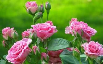 Wallpaper Flower Rose Full HD Fondos De Pantallas