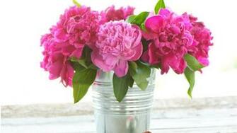 Peonies Wallpaper Desktop