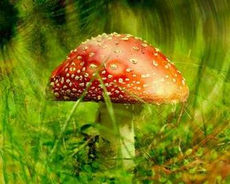 Infected Mushroom