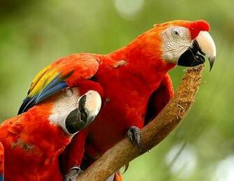 Scarlet Macaws Wallpaper