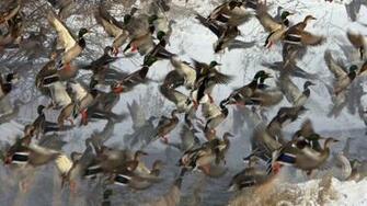 Animals Flock Of Mallards Picture Nr