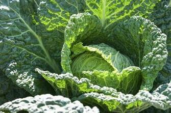Cabbage Wallpaper High Quality
