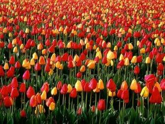 Spring Bloom Screensaver At Screen