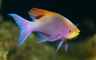 Beautiful Fish Picture Wallpaper Animals Under Water