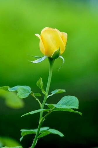 The Yellow Rose iPhone Wallpaper And 4s