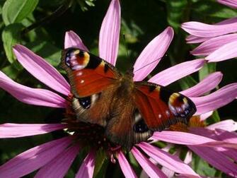 Butterfly Cats Parrots And Butterflies Wallpaper