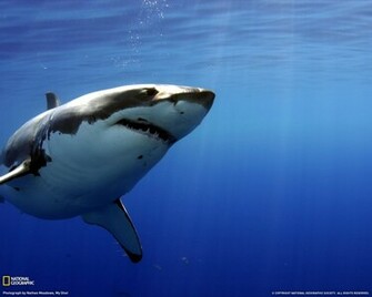 Great White Shark Mexico
