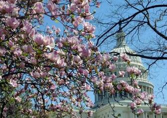 Cherry Blossom Cake Ideas And Designs