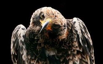Hawk Study Desktop Pc And Mac Wallpaper