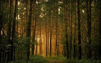 Pine Forest Wallpaper Nature Gallery Pc