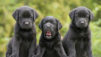 Black Lab Puppy Wallpaper