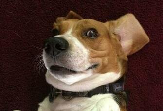 Chip The Beagle Pictures Cute Dog Funny