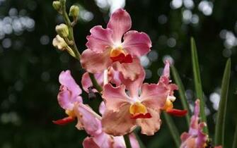 Pin Beautiful Orchids Wallpaper
