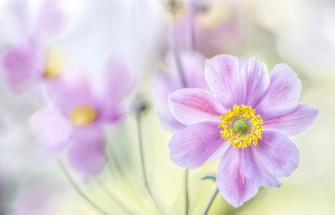 Flower Purple Nature Anemone HD Wallpaper