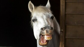 Cute Horse Wallpaper Pictures