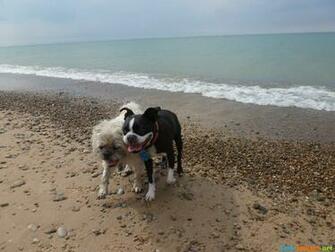 Best Buds Wallpaper CuteImage Net