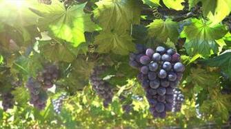 Grapes HD Wallpaper This