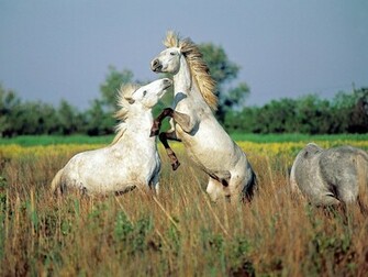 Wild Horses Running Wallpaper Beautiful White