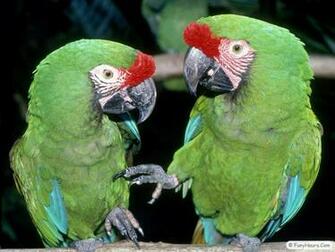 More Exotic Birds Wallpaper Your Title