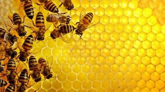 Pattern Texture Geometry Hexagon Nature Insect Bees Honey