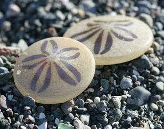 Sand Dollar Wallpaper Picture