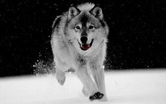 Wallpaper Archive Dog Wolf