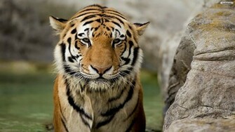 Youwall Cute Tiger Wallpaper