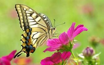 Pictures Of Flowers And Butterflies Beautiful