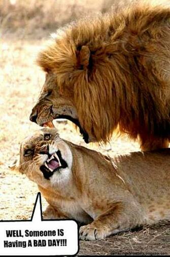 Cute Animals Quotes Wild Animal Live
