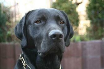 HD Black Labrador