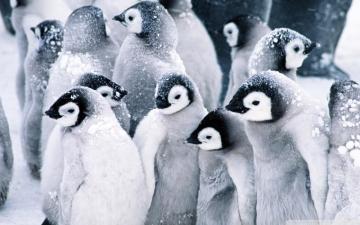 Baby Penguins Ultra HD Desktop Background Wallpaper For 4k UHD Tv