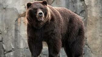 Ours Brun Fond D Cran HD