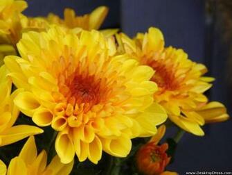 Desktop Wallpaper Flowers Background Dark Yellow Daisy