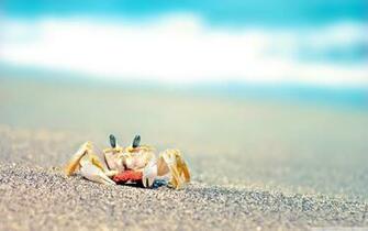 Small Crab On A Beach Wallpaper And Image Pictures