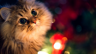 Kitten 4k HD Wallpaper Image Photos And