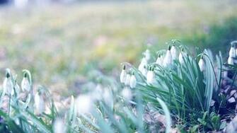 Wallpaper Spring Snowdrops Grass Light March