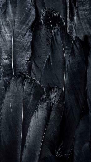 Wallpaper Feathers Black Dark iPhone