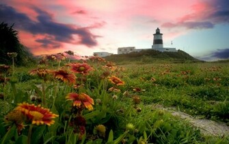 Flower Field Background Wallpaper Flowers Background