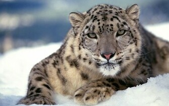 Description Scary Snow Leopard Wallpaper Desktop Background