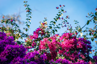 Real Flower Wallpaper