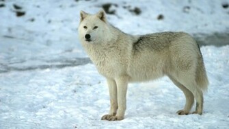 White Wolf Wallpaper