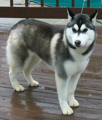 Female White Siberian Husky Wallpaper