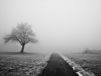 Wallpaper Lonelytree Photography Desktop Lonely