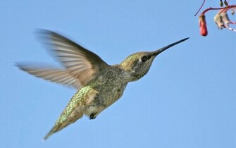 Hummingbird Wallpaper Desktopwallpaper
