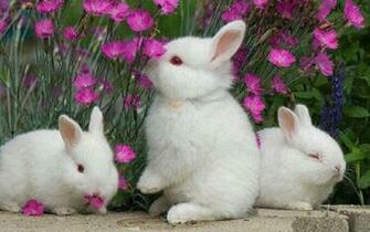 Rabbit Wallpaper For Desktop 52dazhew Gallery