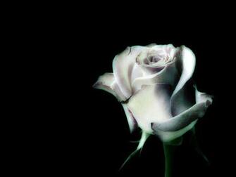 Black And White Rose Wallpaper