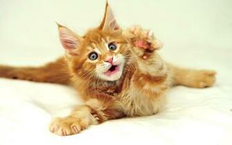 Funny Cat Wallpaper HD