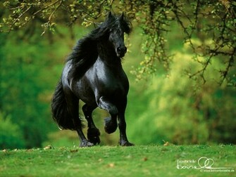 Zoo Park Black Horse Wallpaper Horses Beautiful