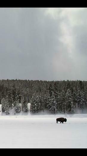 Yellowstone Winter