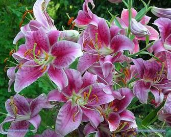 Stargazer Lilies Wallpaper Galleryhip The